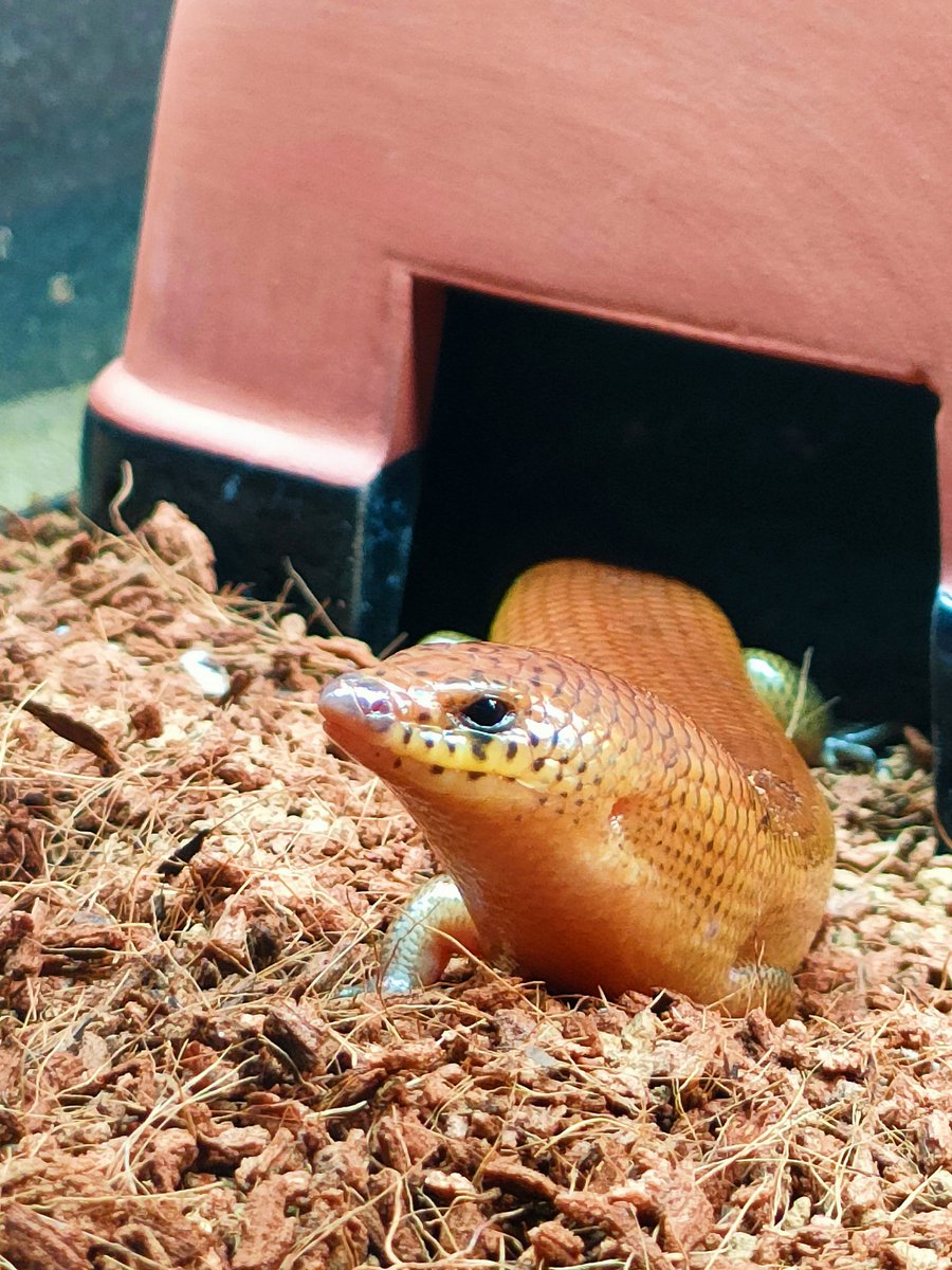 シボリミモダエトカゲ

イケメンな横顔