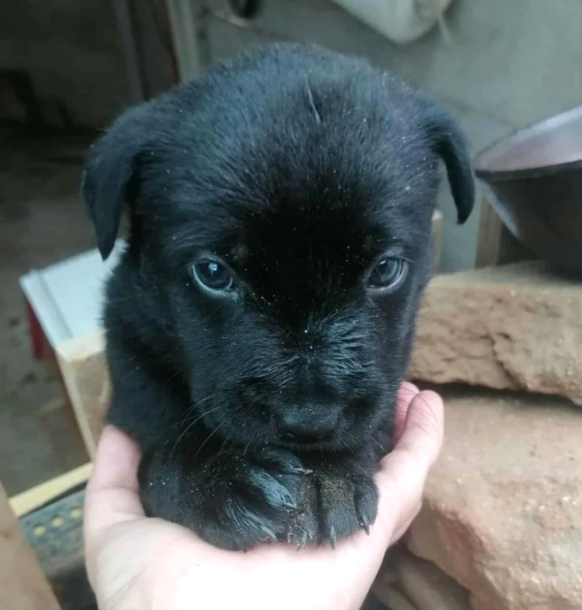 Hermosa negrita, de un mes y medio, en adopción responsable. Si deseas darle un hogar para siempre, comunícate al +56988567447. Favor RT!
#Valparaíso