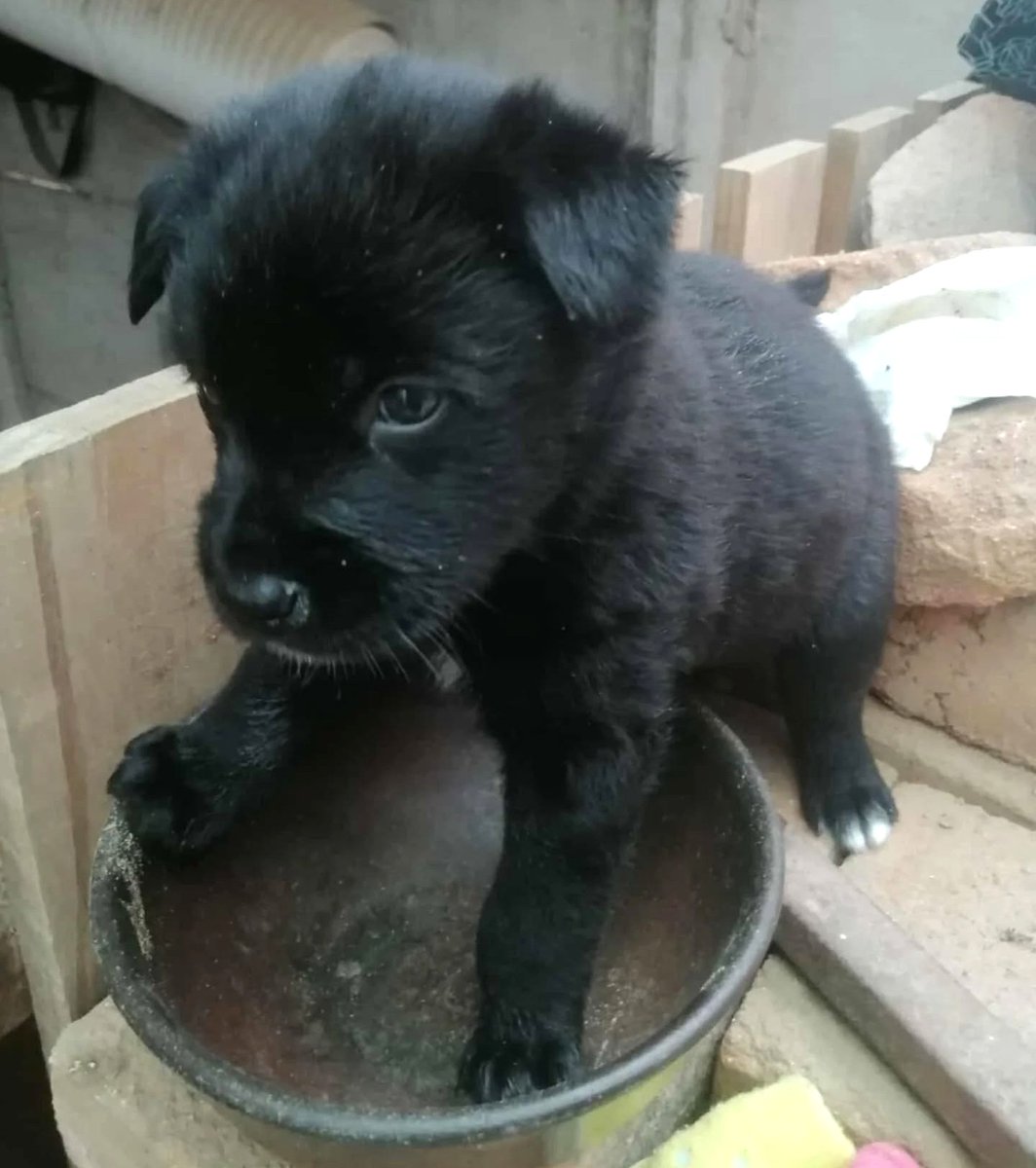 Hermoso negrito, de un mes y medio, en adopción responsable. Si deseas darle un hogar para siempre, comunícate al +56988567447. Favor RT!
#Valparaíso