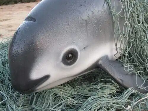 This animal is called a Vaquita, they live in the northern gulf of California, and there are only 7 to 10 of them left
