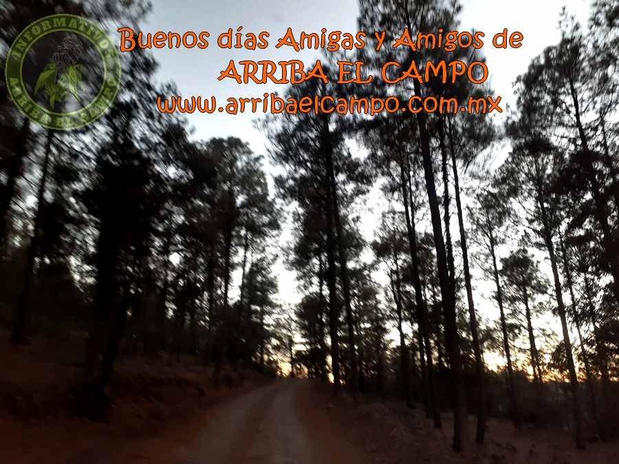 Buenos días Amigas y Amigos de Arriba El Campo arribaelcampo.com.mx 🤠 👩🏼‍🌾💧🙏🏼