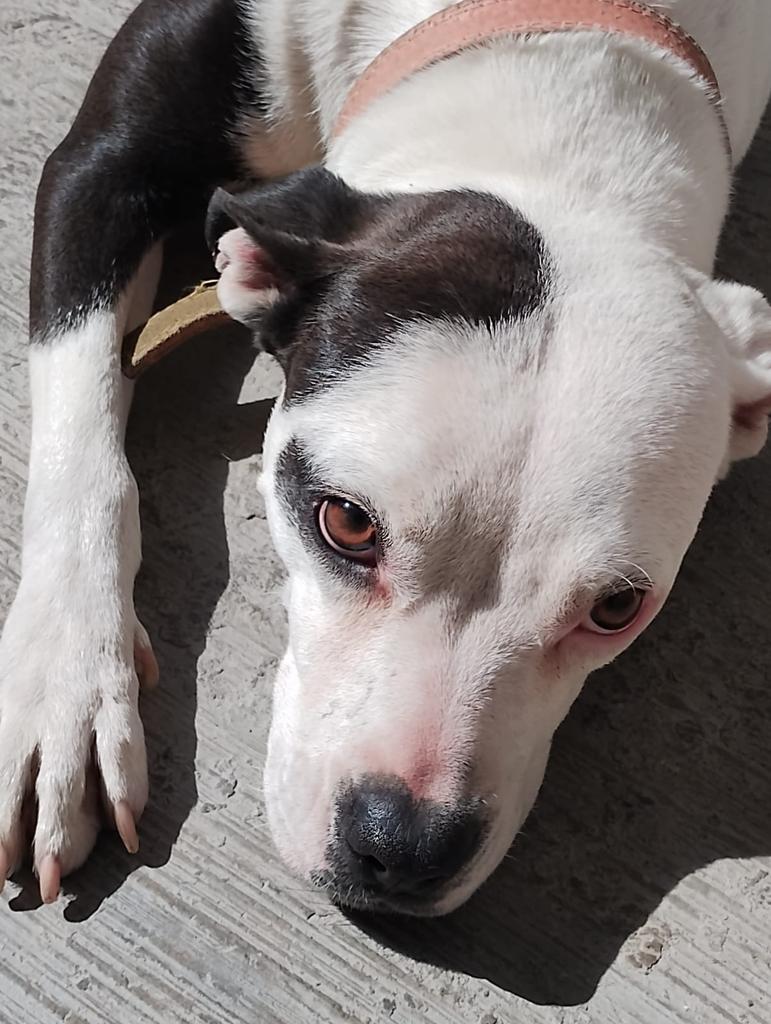 Vaquita sigue esperando a que alguien le dé un hogar 
Por favor 🙏🏼 es muy bella , muy tranquila,limpia , inteligente ,ella también merece el amor de una familia es medianita, amigable con perros , gatos , niños 
Que más podrías pedir? 
Adopta a Vaquita 
Wats 5548724347
#Cdmx