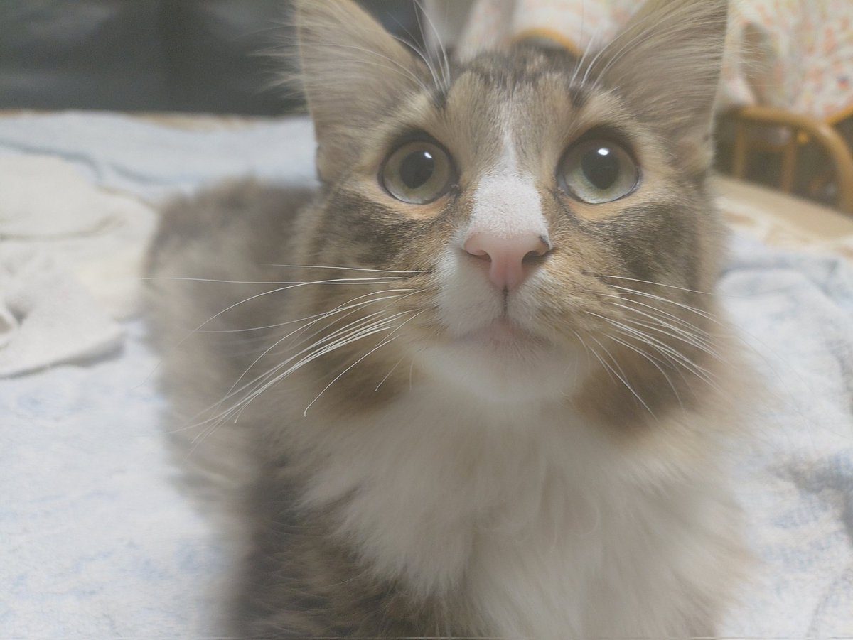 oversky4100's tweet photo. 一歳になりました
#猫のいる暮らし 　#ノルウェージャンフォレストキャット https://t.co/rnrXjlEKLY