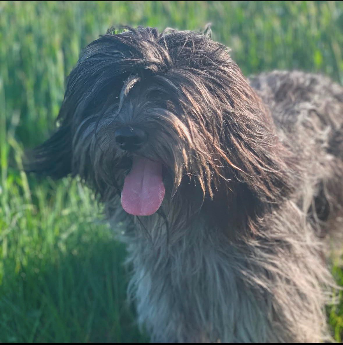 Håkan Hellqvist tweet media