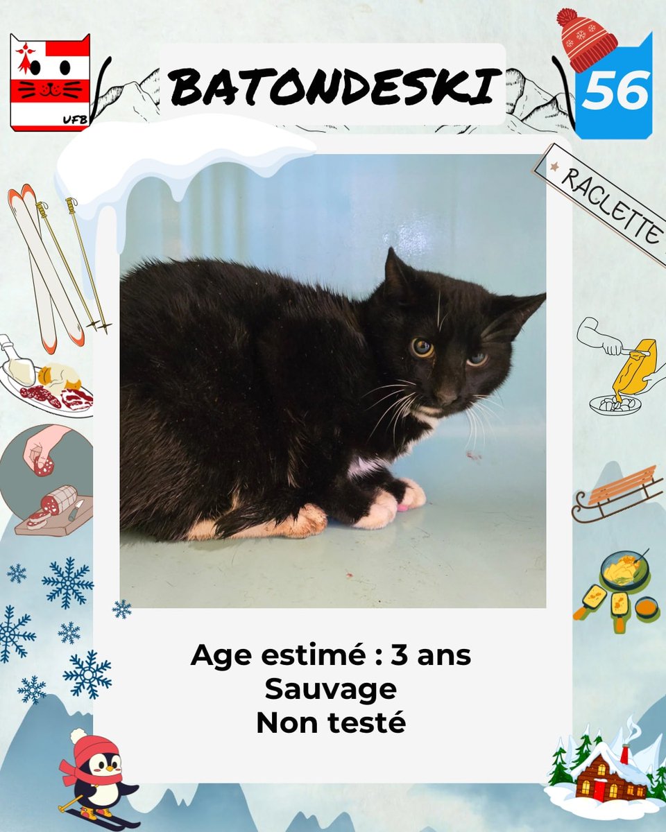 Nouvelles photos de nos 2 chats de la liste de la semaine dernière encore sans solution.
sortis de fourrière et placés chez une de nos FA temporaire ils attendent désespérement d'être ADOPTES
Pour renseignements faire message à notre asso UFB
Lien ⬇️ 
facebook.com/urgencesfourri…