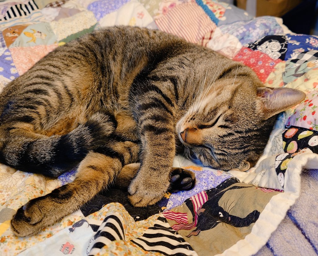 ちびすけ  ページ ちびすけ