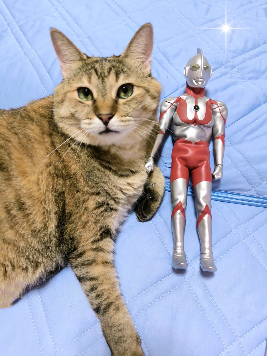 Post by トランキーノあせんなよ on X: イェーイ✌️😸