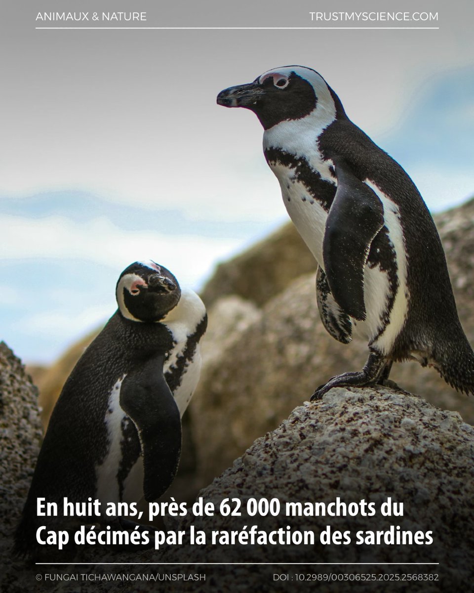 TrustMyScience's tweet image. En Afrique du Sud, près de 62 000 manchots du Cap auraient disparu en huit ans, la plupart probablement morts de faim à cause de la pénurie de sardines. 

trustmyscience.com/huit-ans-pres-…