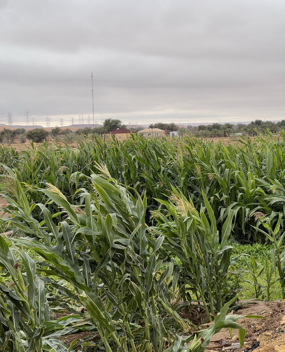 m3sss3's tweet photo. 🌽🌽🌽 https://t.co/51BY3qKd8f