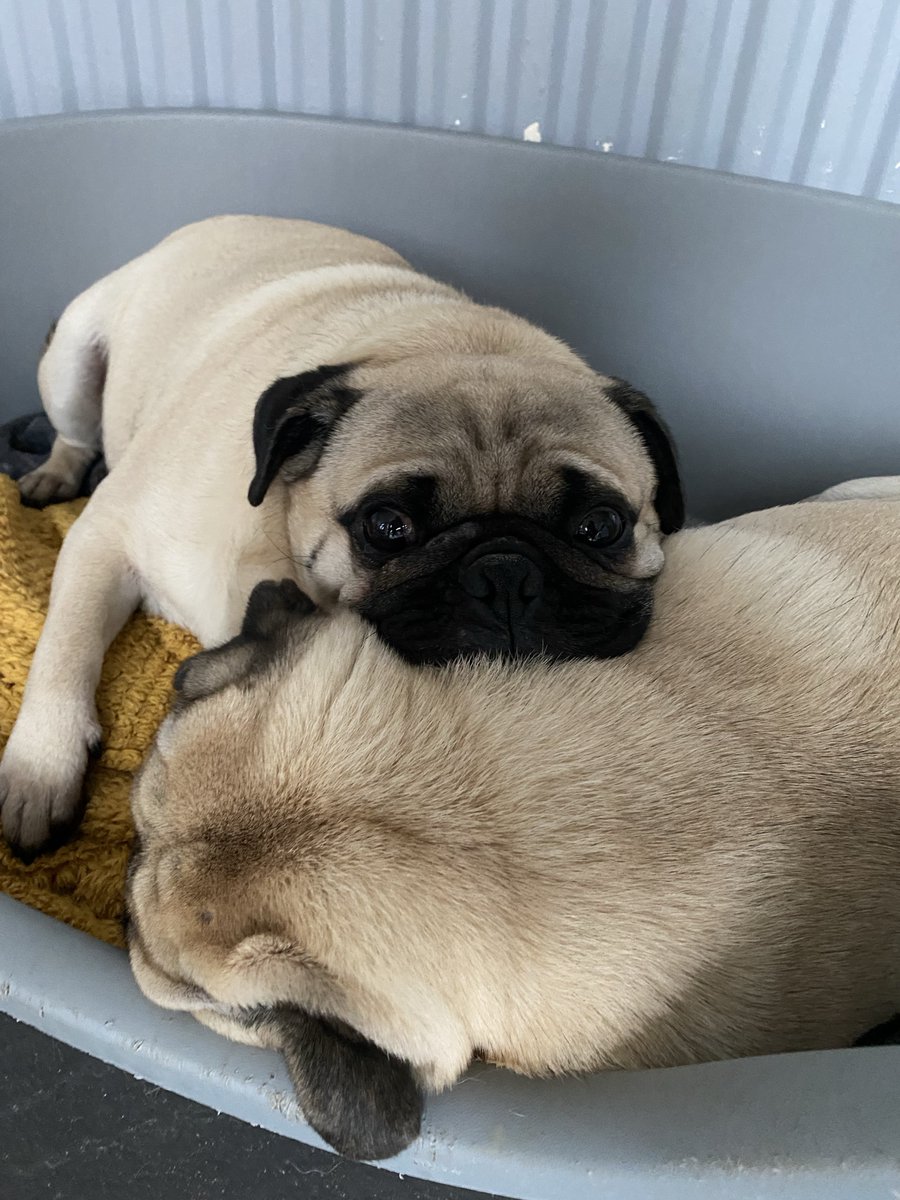 Today I had to say goodbye to the most handsome pug ever 🥹 1,000s