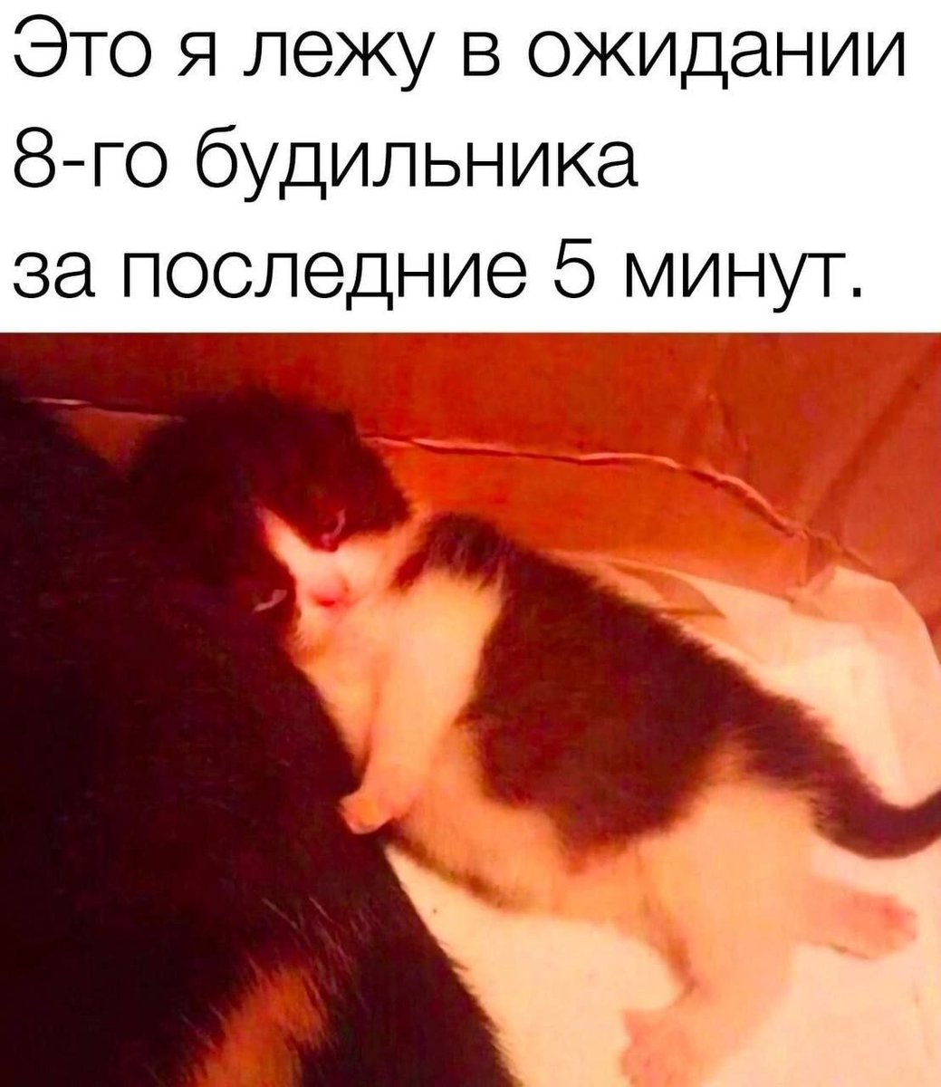 cats, i love cats (@catsilcats) on Twitter photo 
