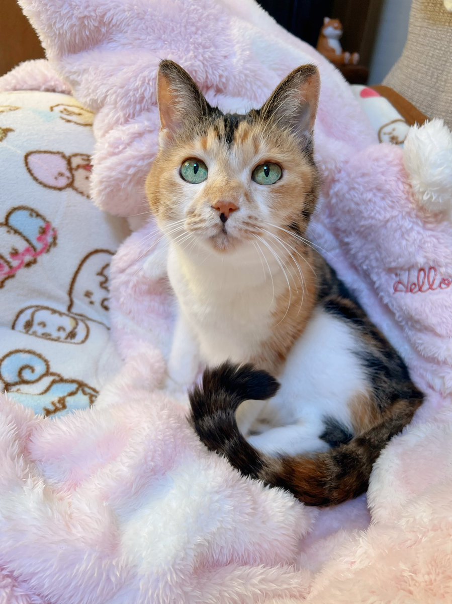 Post by あめちゃん🐱 on X: 🐱