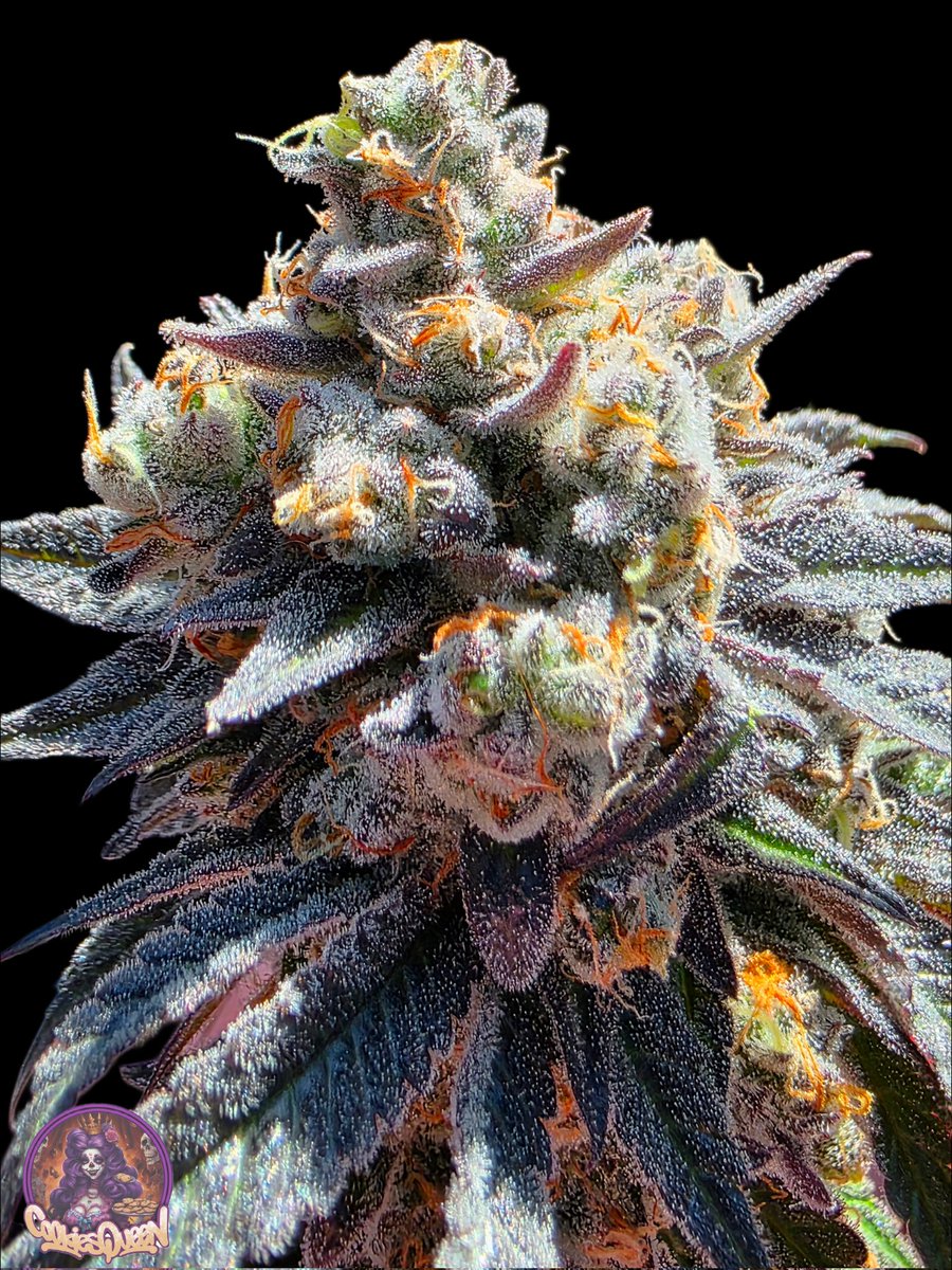 The morning sunshine with Lit OG. Perfect combination! Have a little day! #cannabisculture #CannabisCommunity #StonerFam #Mmemberville