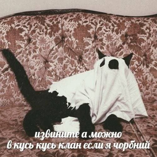 Borsique😺 (@borsique) on Twitter photo 