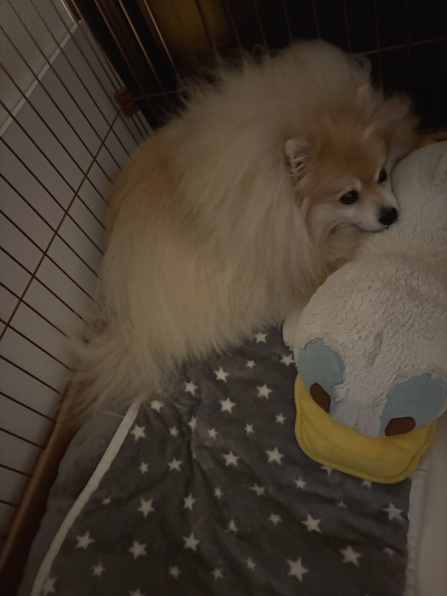 妖(よう) (@snow_white_999) / Posts / X