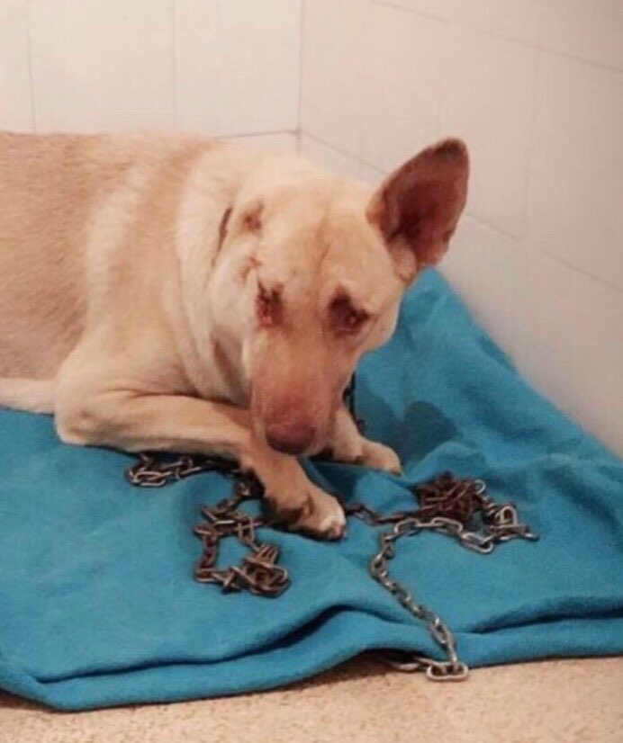 WOW_ANIMALS1's tweet photo. Shot 17 times, ear chopped off, blinded and left tied to a box to die, Maggie is now a therapy dog helping others get better! https://t.co/XSU4MiSD0R