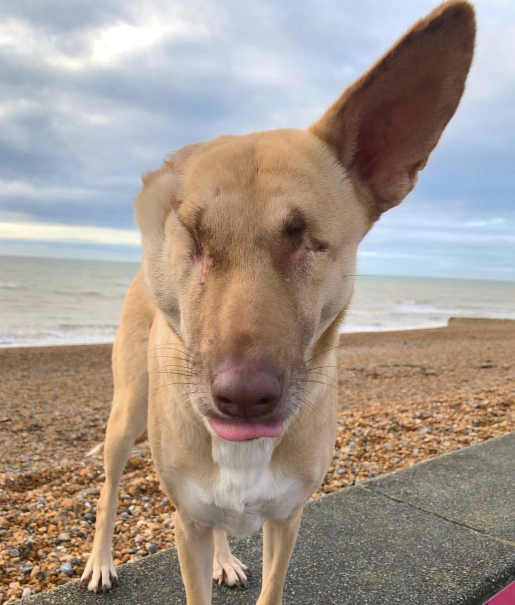 WOW_ANIMALS1's tweet photo. Shot 17 times, ear chopped off, blinded and left tied to a box to die, Maggie is now a therapy dog helping others get better! https://t.co/XSU4MiSD0R