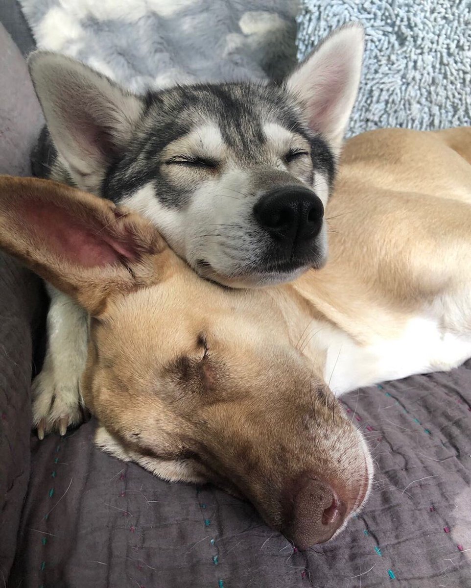 WOW_ANIMALS1's tweet photo. Shot 17 times, ear chopped off, blinded and left tied to a box to die, Maggie is now a therapy dog helping others get better! https://t.co/XSU4MiSD0R