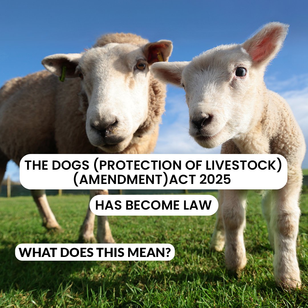 🐑 A new law is coming to better protect farm animals from attacks by dogs.

🦙Alpacas and llamas are now protected

🚔 We're increasing police powers

⚖️ Penalties have increased to unlimited fines

gov.uk/government/new…

1/5 🧵