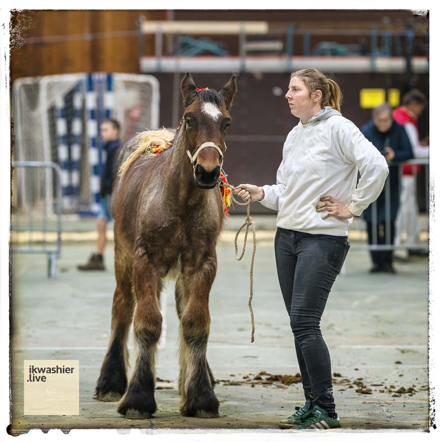 Reportage op youtu.be/eevVsVoD_G0 = verslag veulenprijskamp Belgisch Trekpaard Ath. ikwashier.live bewaart tradities en erfgoed. Het Belgisch trekpaard is met uitsterven bedreigd + cultureel erfgoed. #traitbelge #Belgischtrekpaard #patrimoinevivant #immaterieelerfgoed