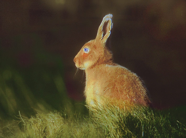 <a href="/PangurBn10/">Pangur Bán 🧃</a> there's a variant of the Irish hare unique to Rathlin Island known as the "Golden Hare" with blue eyes
