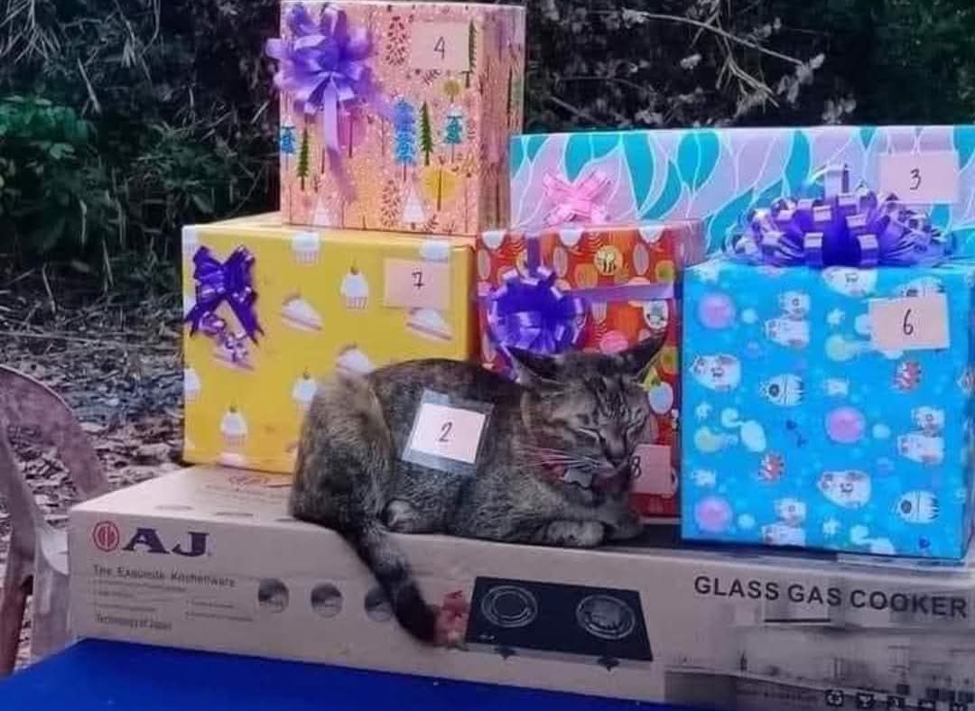 Que nervios espero me gane el michi