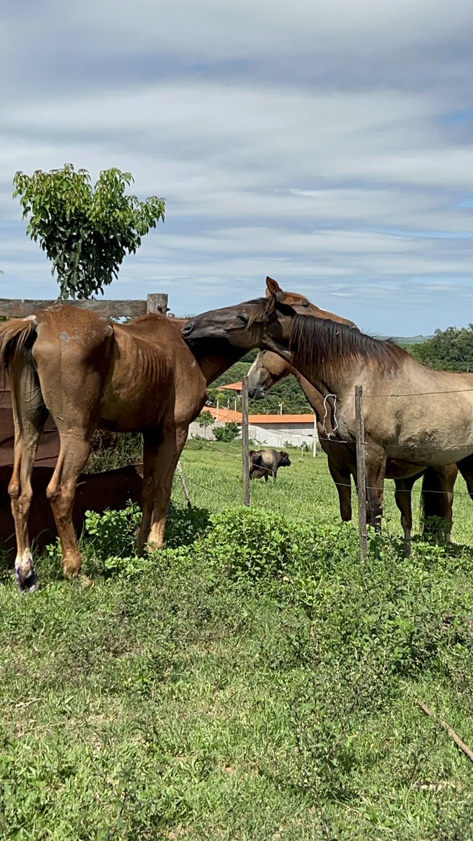 GUYS! REMEMBER TO HELP RISK! WE NEED MONEY TO BUY FOOD AND VITAMINS FOR HIM! 
FOR MY INTERNATIONAL FOLLOWERS: 
— PESSOAL LEMBREM DE AJUDAR O RISK! PRECISAMOS COMPRAR RAÇÃO  E SUPLEMENTOS PARA ELE 🧡 
patreon.com/payouts
 
FOR MY BRAZILIAN FOLLOWERS: 

05702804198 - ANA JULIA
