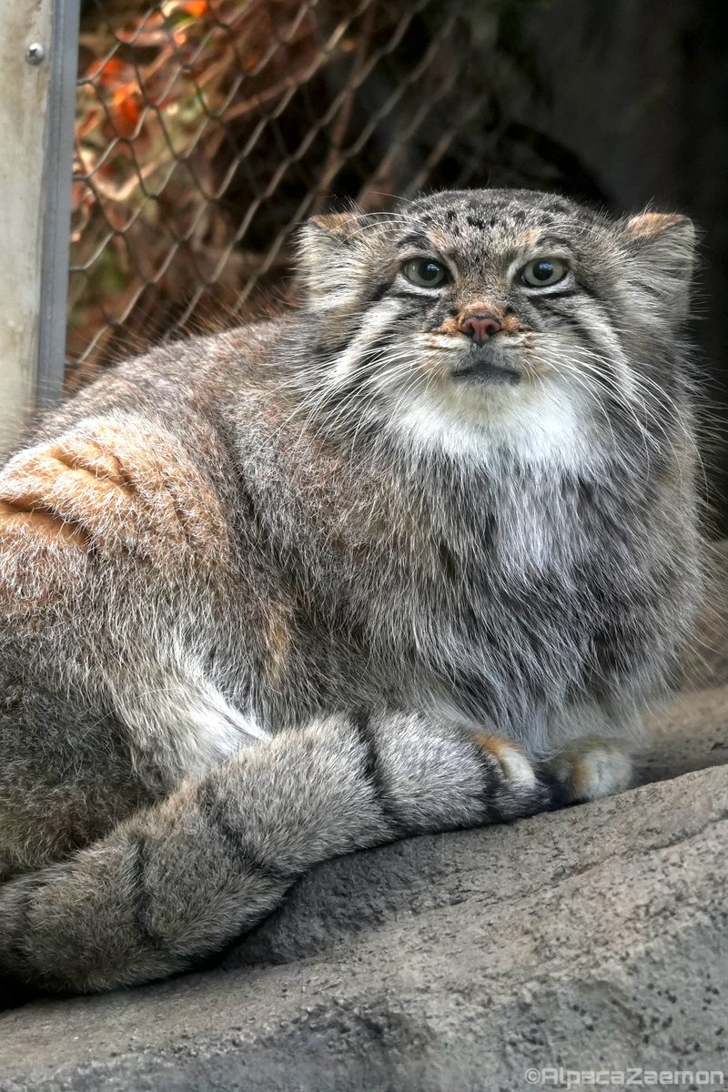 alpacazaemon's tweet image. 