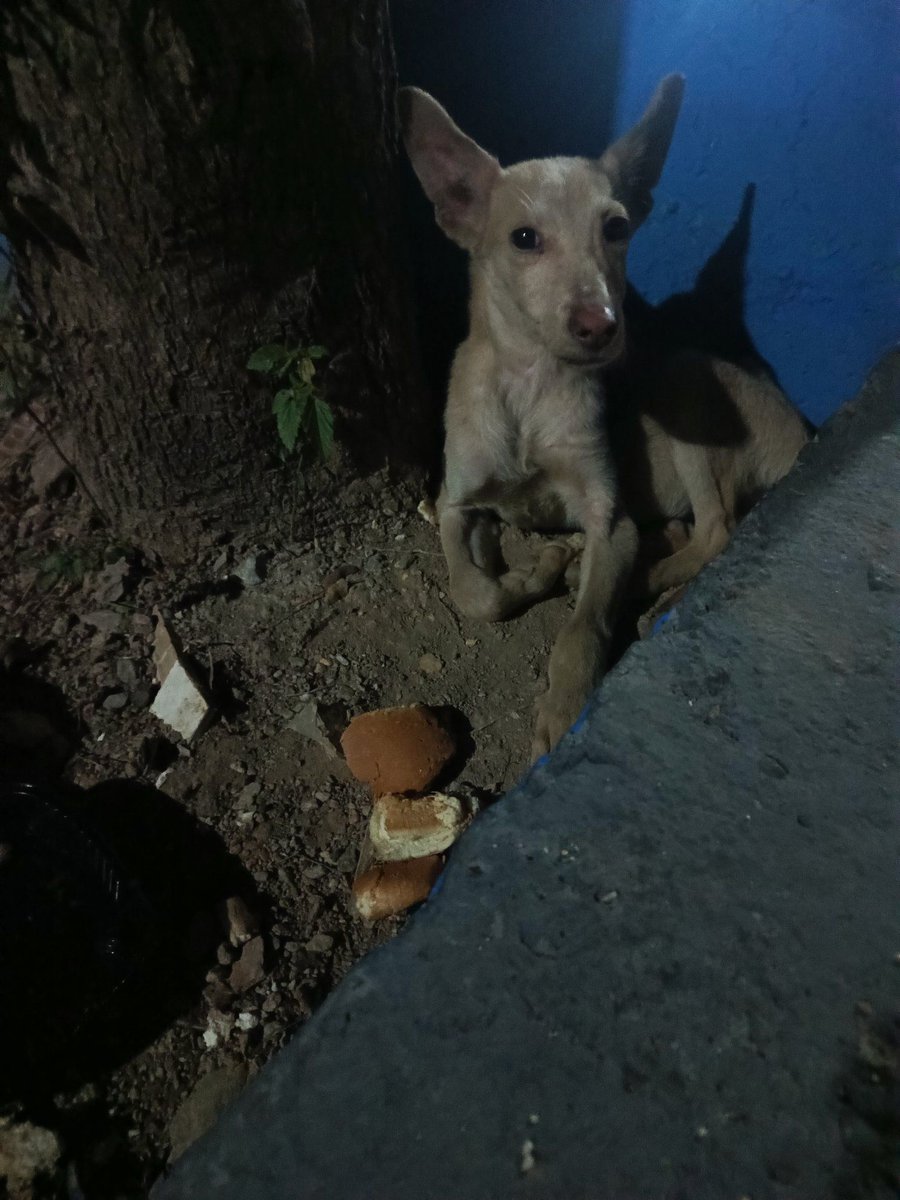 Este peludito  es un cachorro acabo de ver por la plaza de San Antonio el valle y está ahí en un rinconcito acurrucadito x favor algún refugio o alguna persona que lo quiera adoptar 📷 Anoche