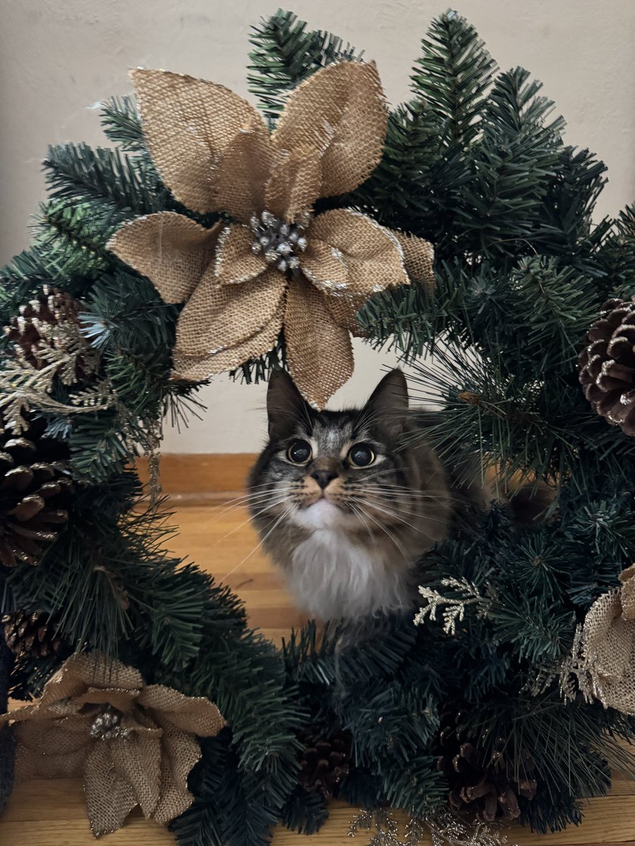 fredandsmoke's tweet image. Very merry ❤️💚