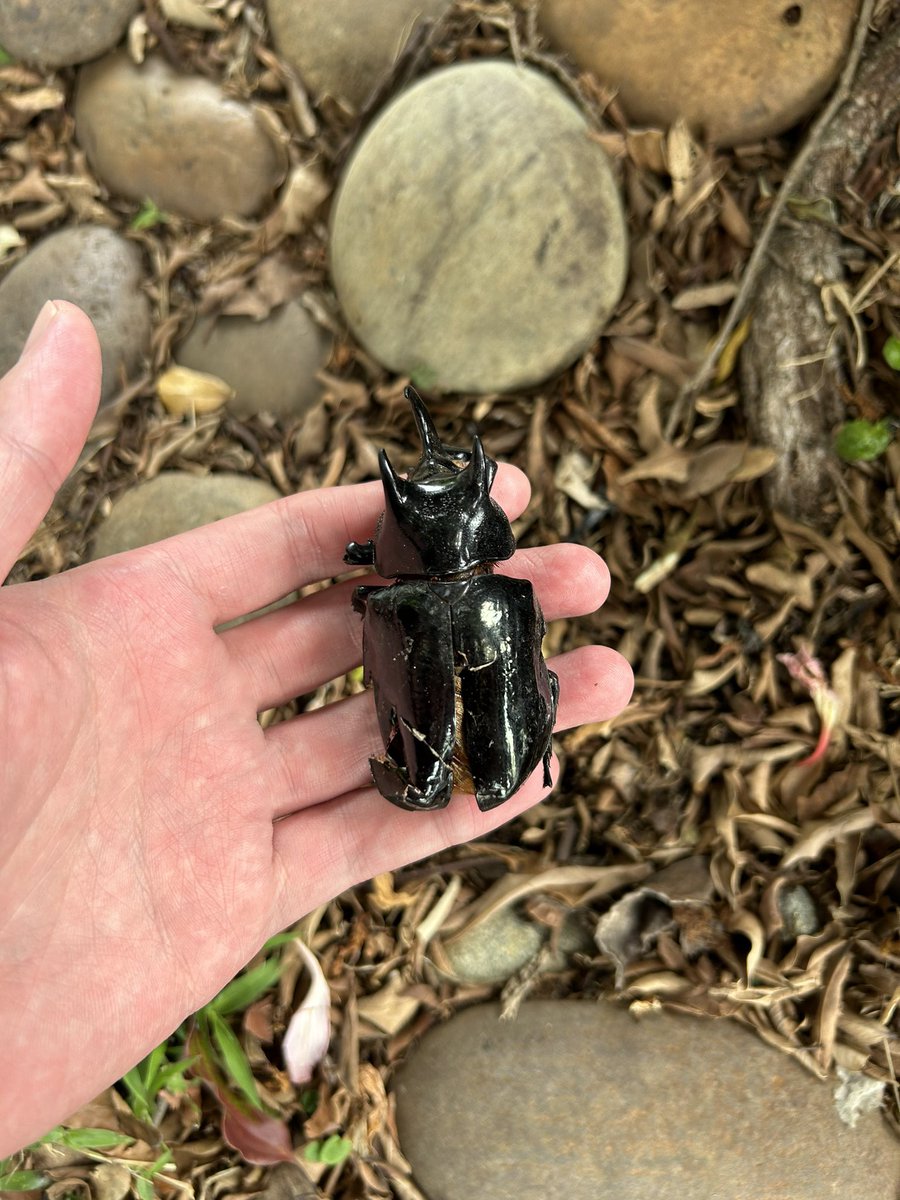 Ringorou様の専用ページ 蕭聖翰 (@oba72367r) / Posts / X