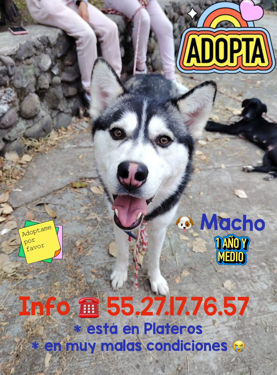 Buen día, me piden compartir,.lo adoptas o me ayudas a difundir? Gracias