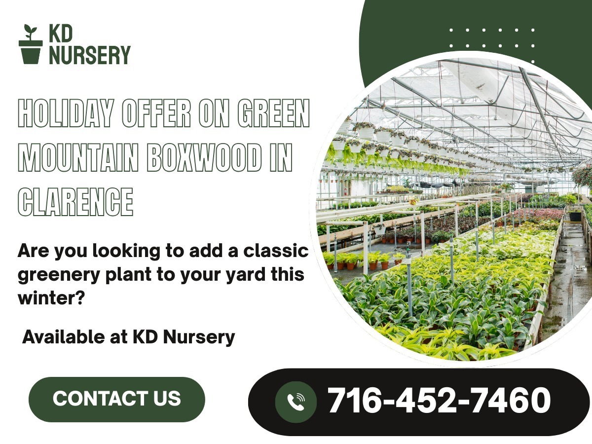 kd_nursery's tweet image. Keep your landscape green year-round! 🌿
Our Green Mountain PYR Boxwood is perfect for boundaries, entries, or accents; it's low-maintenance and winter-hardy. 
⏳ Holiday offer Dec 16–Jan 1. 
📞Call 716-452-7460 or visit kdnursery.com.
#KDNursery #WinterPlants #Boxwood
