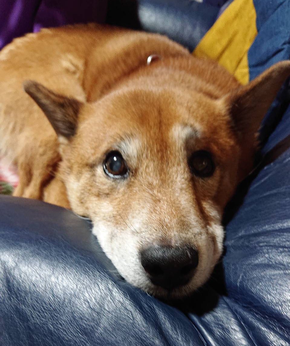 実は先日実家の愛犬がお空へ 最後も会えず…お別れでした 卵焼きが