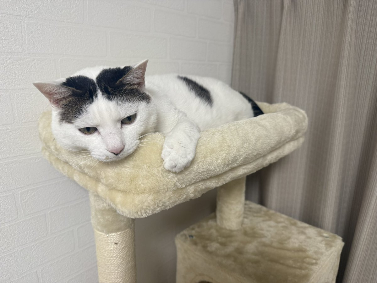 はした🐢 (@hashitadesu) / Posts / X