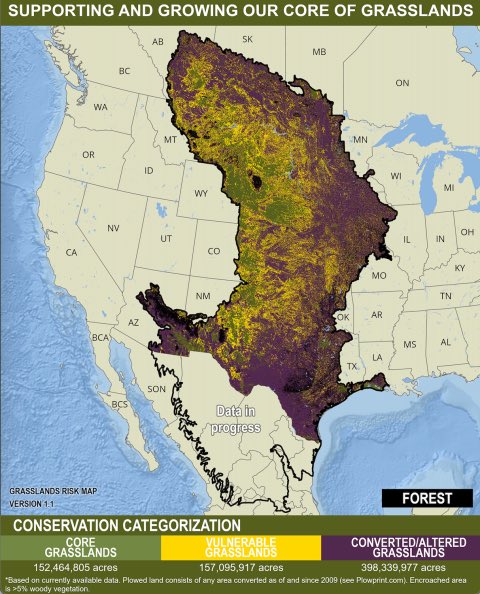 RodeoProfessor's tweet image. Did you know that public land, especially National Grasslands managed by the US Forest Service, are the single largest blocks of relatively intact prairie left in the US and they’re ground zero for restoring the American Serengeti? 

The ‘American Serengeti’ is the nickname given…