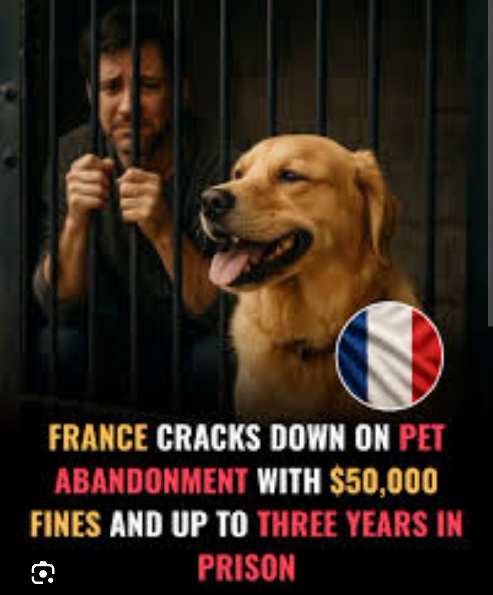 SpotzHaroon's tweet photo. @OliverPetCare Meanwhile India AWBI says cage Courts say go ahead and newspapers scream payments on catching voiceless animals..cruelty reigns we regress @SusruthiVempati @bali_12 @Sanjgupta27 @indianfirst8877 @Jyothsna106 @dilthi_gujarati @pawsunmute #saveindian https://t.co/CbeFrzRYGi