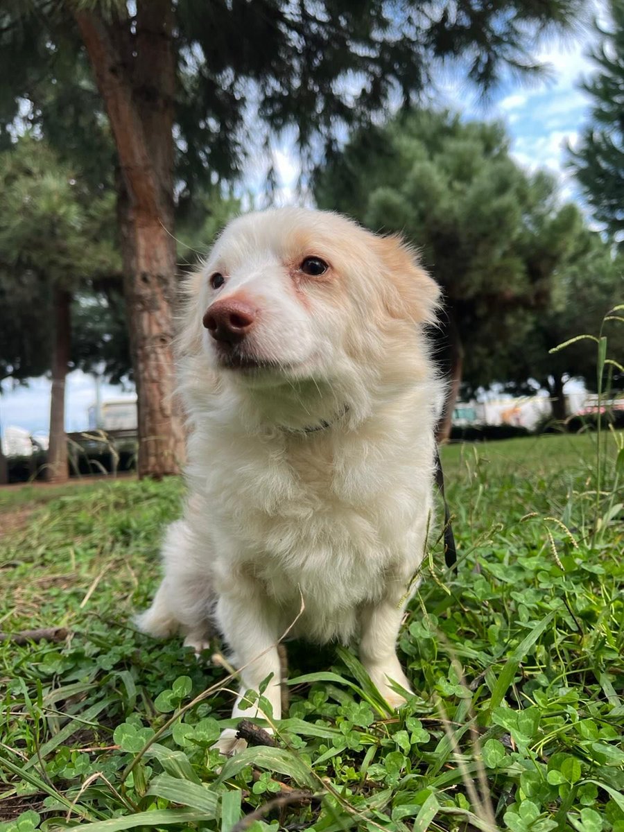 "7 aylık ancak var.Küçük ırk ,mini mini bir kız.Çok naif ve ürkek. Barınağa giderse ne beslenebilir ne de kendisini koruyabilir.Yuvaya ihtiyacı var.Dişi ve kısır, İletişim;+90 505 498 03 81 Trabzon  facebook.com/photo?fbid=127…