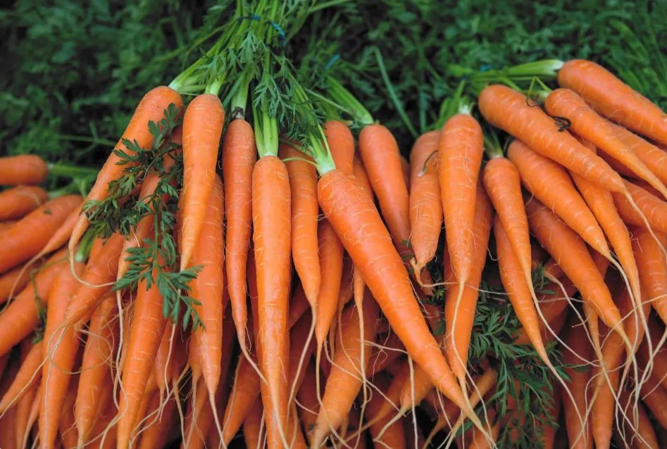 الجزر «حارس العين الطبيعي».. ما الحقيقة؟ 