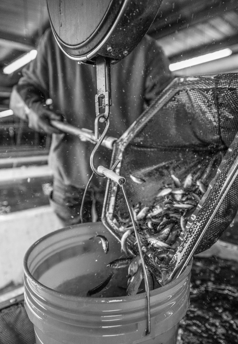 SethSummerside's tweet photo. Thank you to @hatchery_int for the story on @keofishfarms’s 50 year journey of resilience https://t.co/ocp1o4wImM https://t.co/YINa1Pw4vA