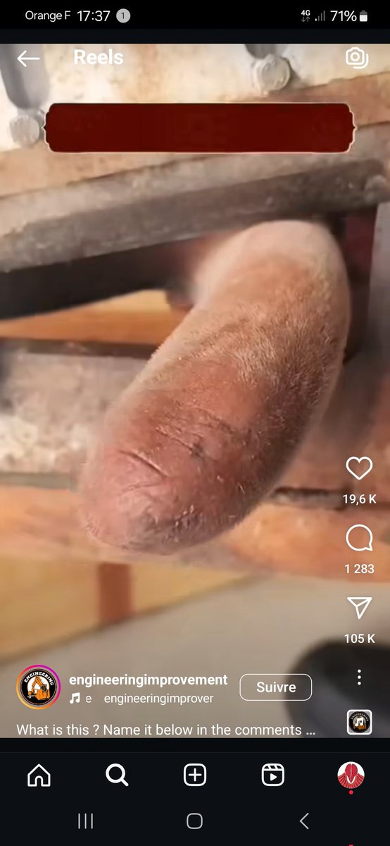 #phalleidolia #phalleidolie #pareidolia #pareidolie