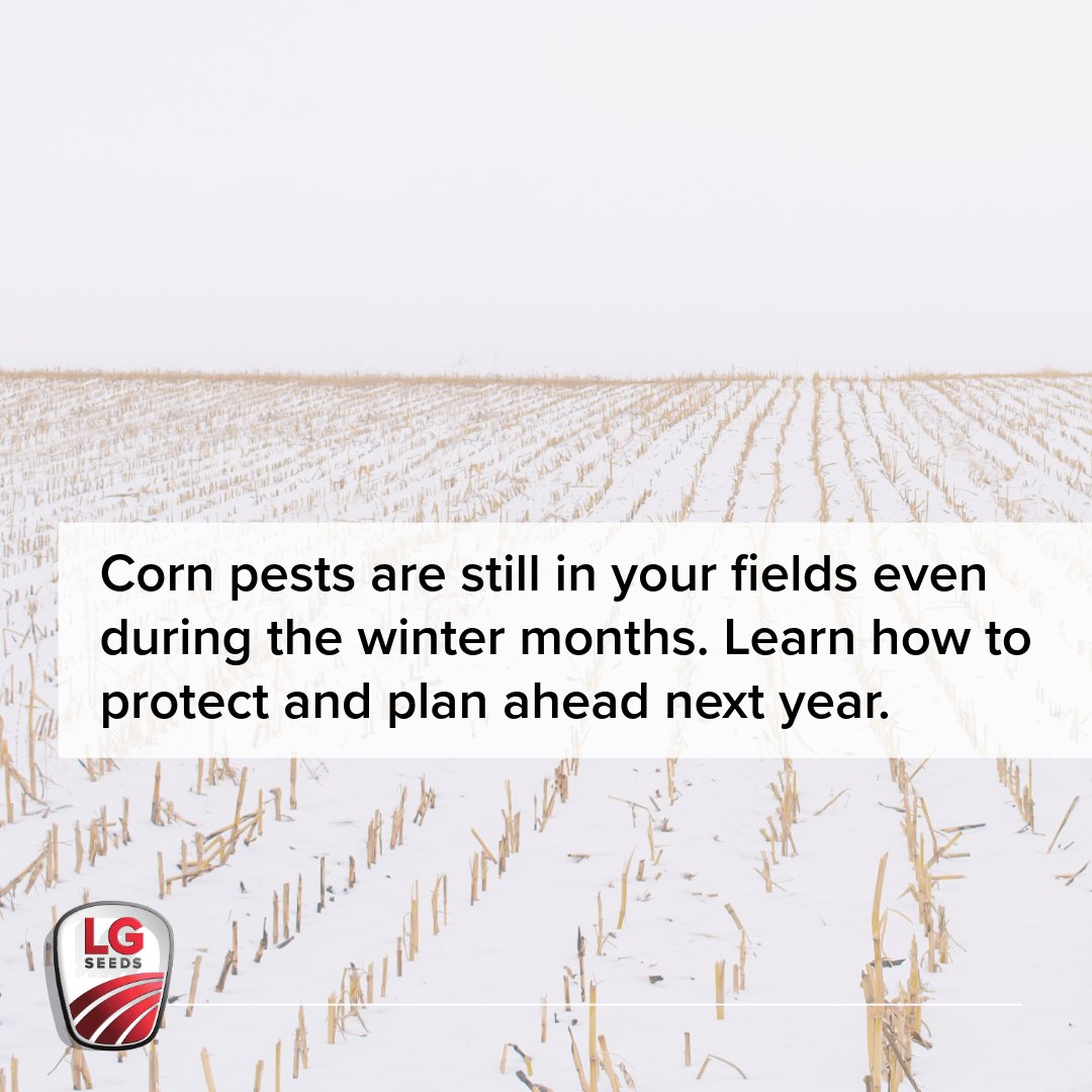 LG Seeds tweet media