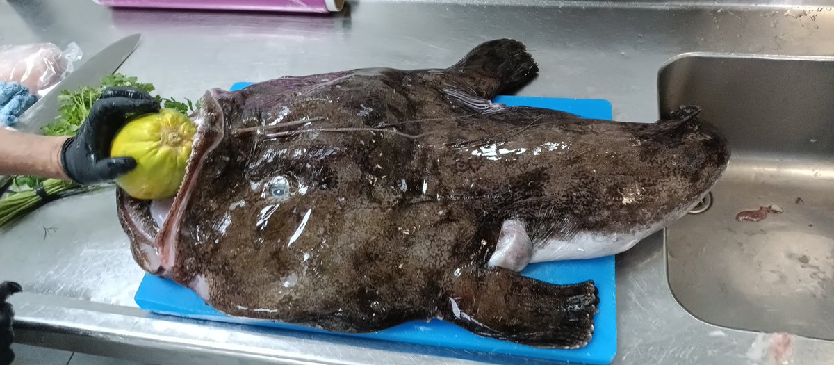 lagOCheca's tweet image. #Fish #Rape #RapePescado