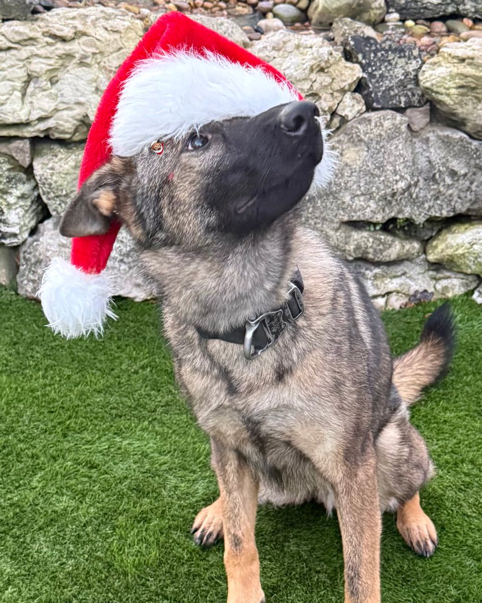 Cumbria Police Dog Section tweet media