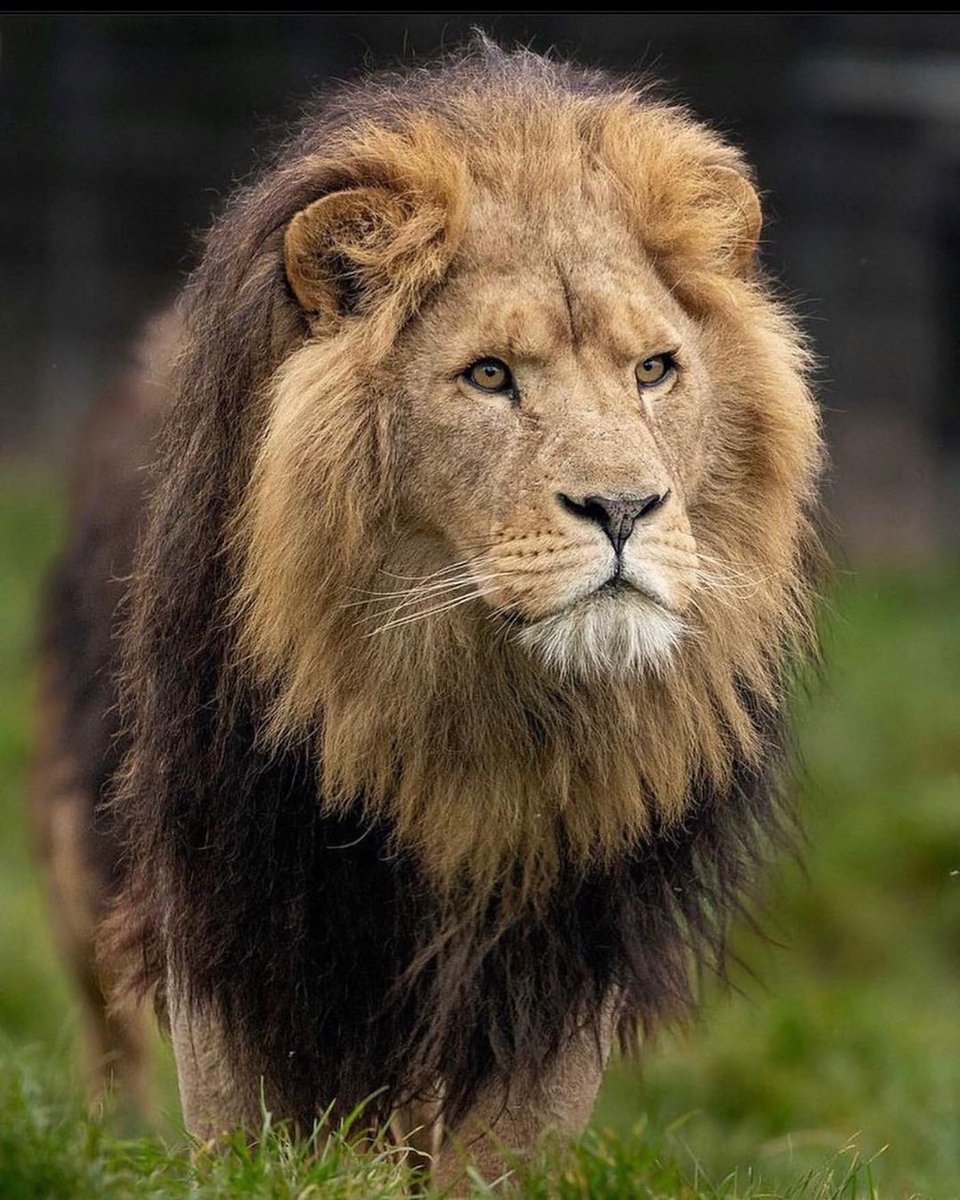 Lions 🦁 (@lionseveryday) on Twitter photo 