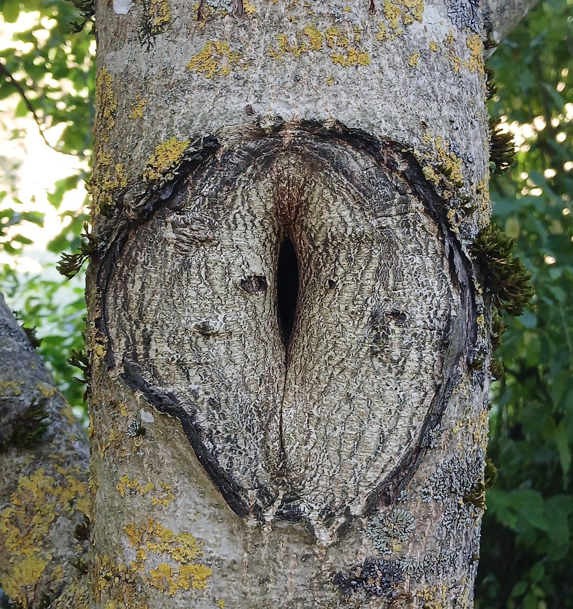 Care to look inside ?

#phalleidolia #phalleidolie #pareidolia #pareidolie