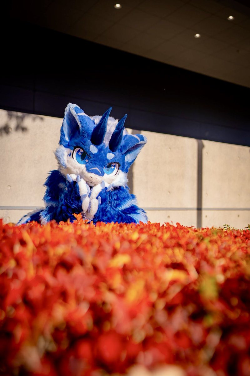 綺麗だな〜！✨🐉
たまにはのんびりもいいよね！🥰

かわいい表情もいかがでしょうか！🐉

#FLiP 
#FursuitFriday