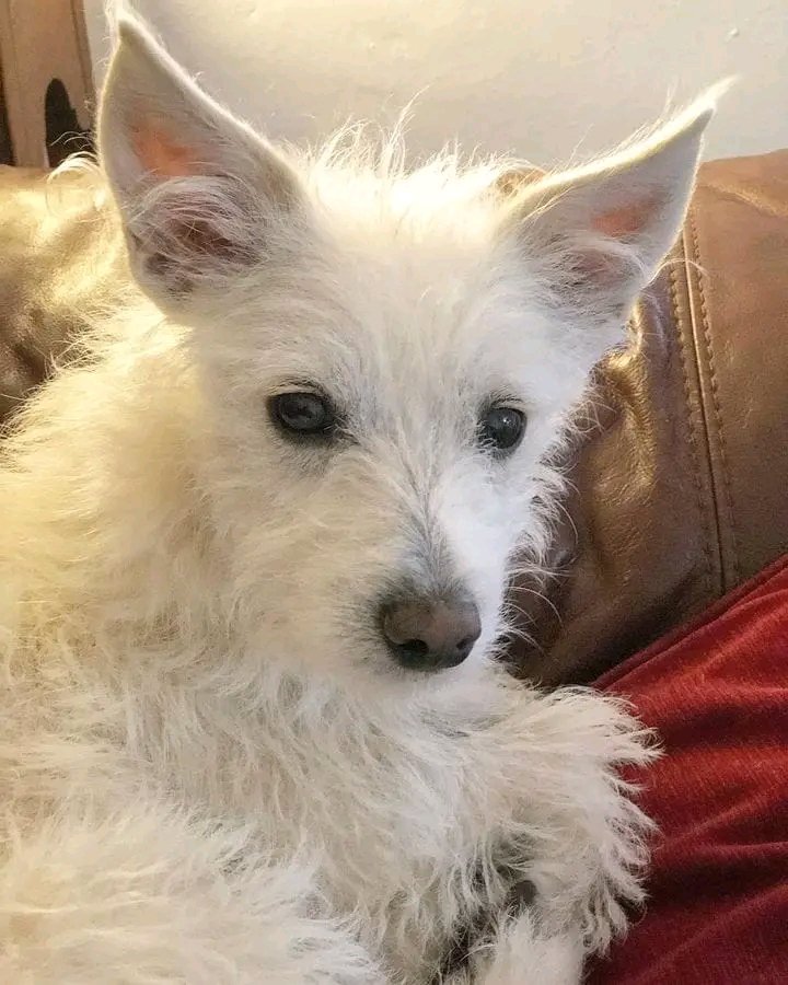 Annamaya098's tweet image. So cute 🥰