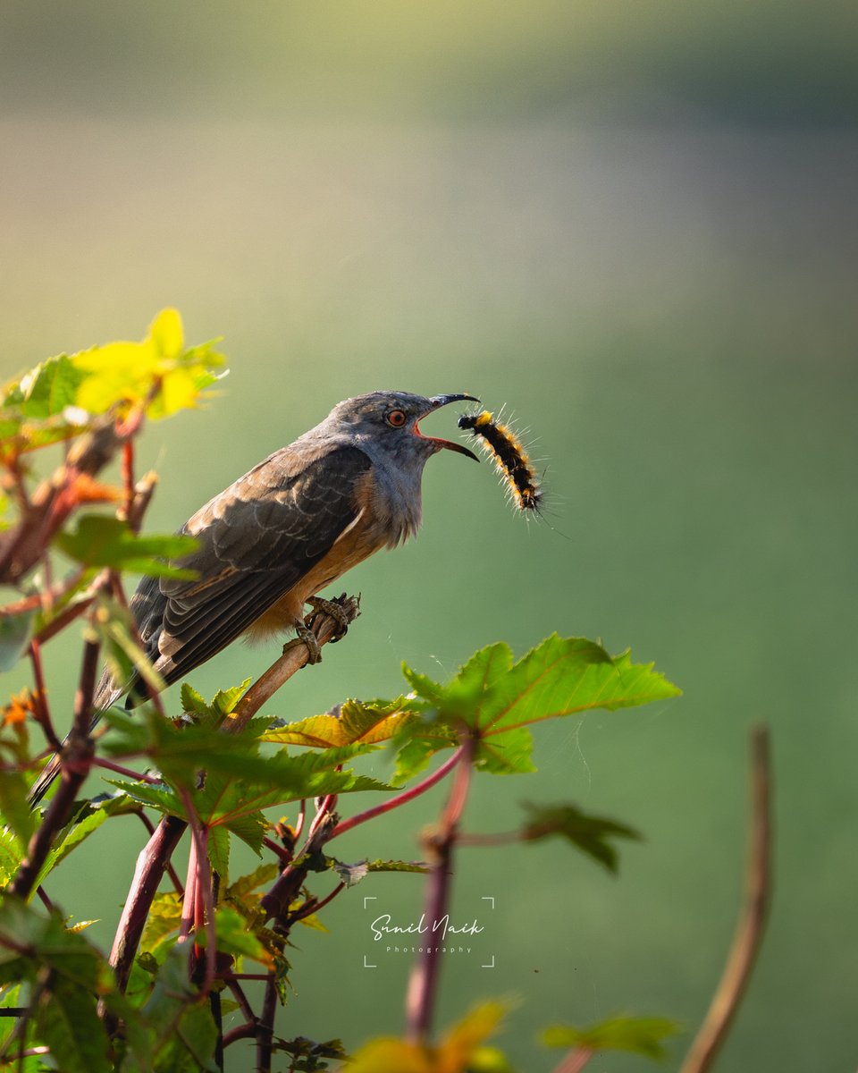 Nature doesn’t negotiate, you hunt or you get hunted

#wildlife #sonyalpha #natgeoindia #natgeo #bangalore