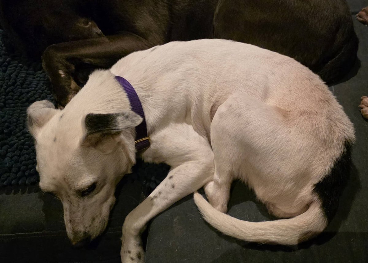 Please retweet to help rase donations and find a home for Sally, abandoned Dec 2025 #SUSSEX  #UK 
AGED 14 💔💔💔
Sally arrived with us today after a long drive with 4 of the other dogs she had lived with. She is extremely thin, believed 12 - 14 yrs old, has an ear infection, skin